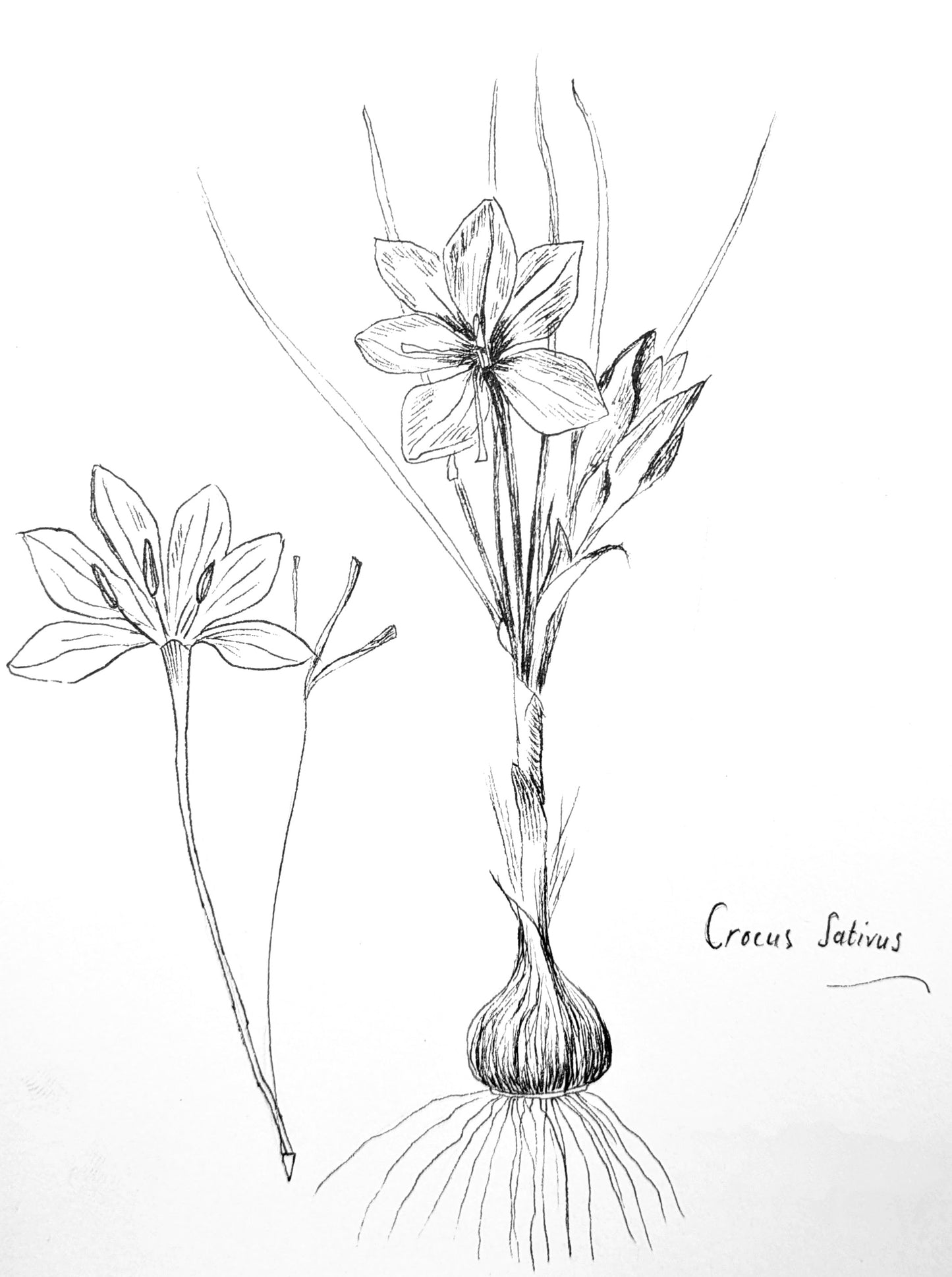 Crocus 'sativus'