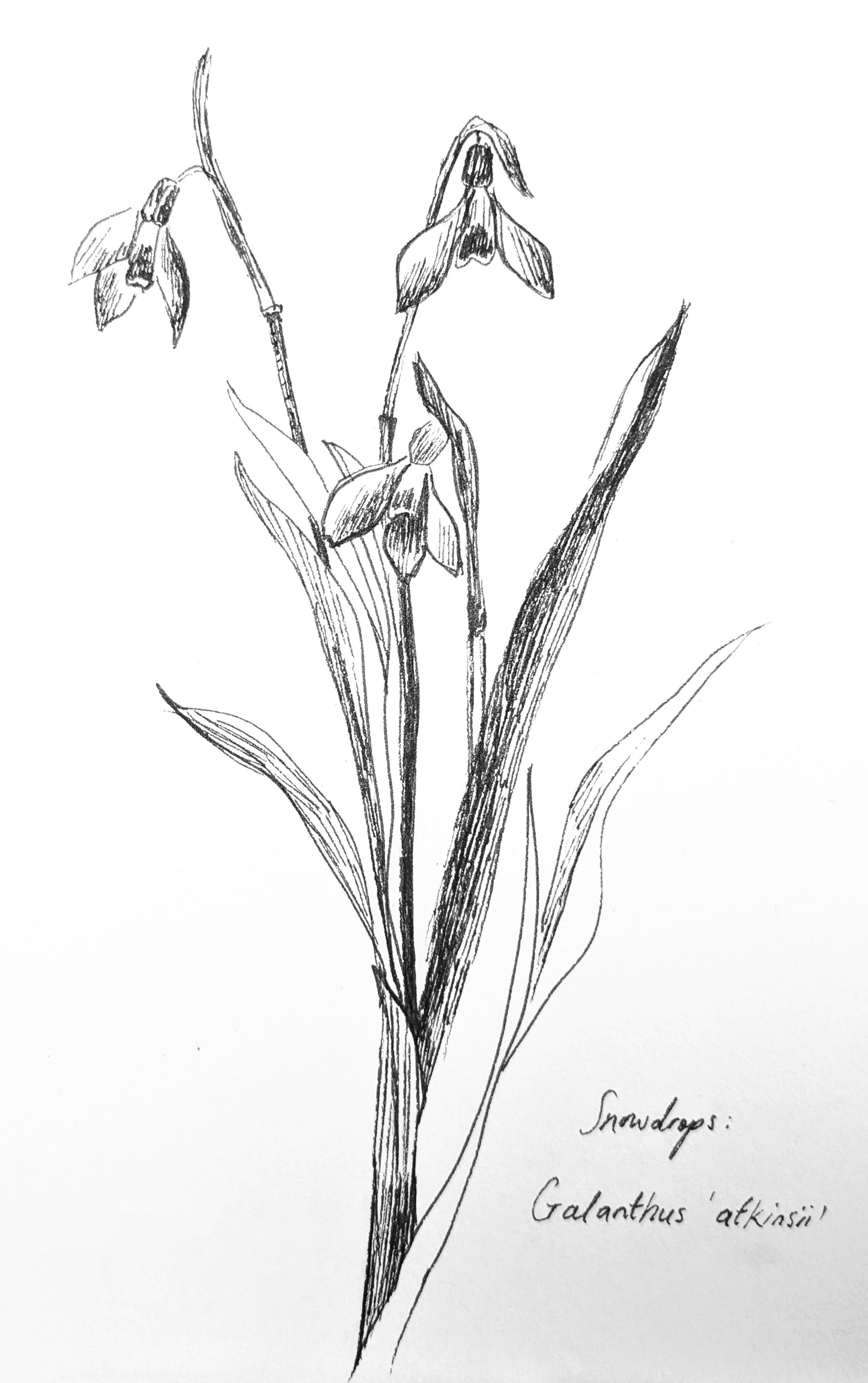 Snowdrop Galanthus 'atkinsii'