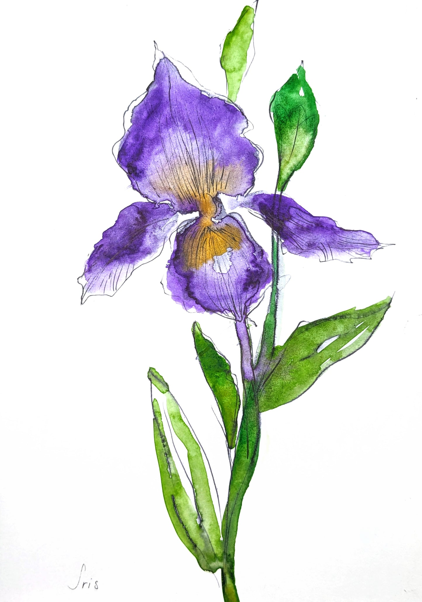 Iris