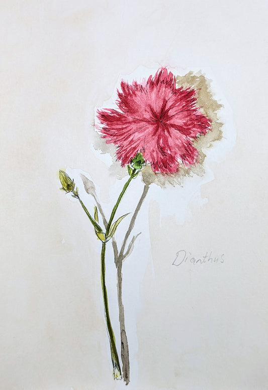 Wild Dianthus