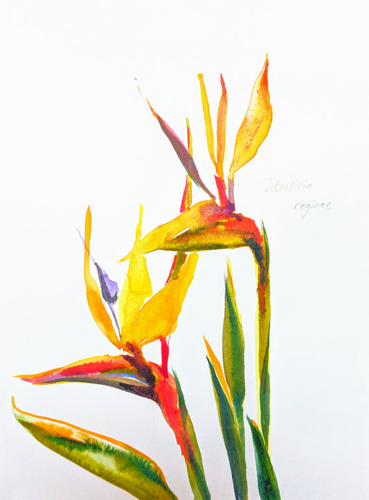 Strelitzia reginae (Framed)