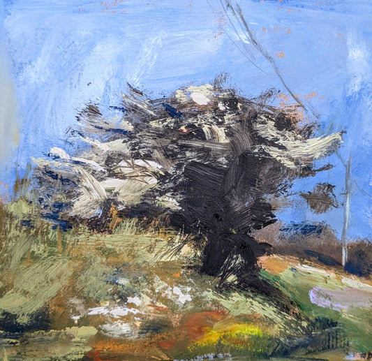Roadside Hawthorn, Penwith